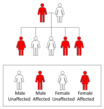 CADASIL Diagnosis and Testing – cureCADASIL